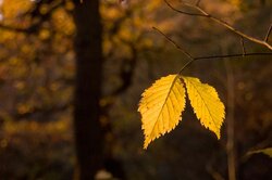 Autumn Photography