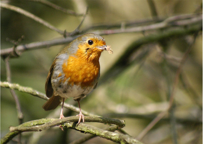 Robin Robin