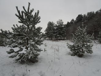 snow exposed with centre weighted metering