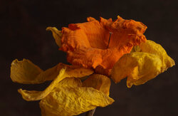 Dried Flower Photography