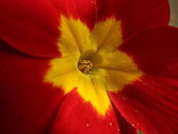 Flower Photography With Compact Cameras