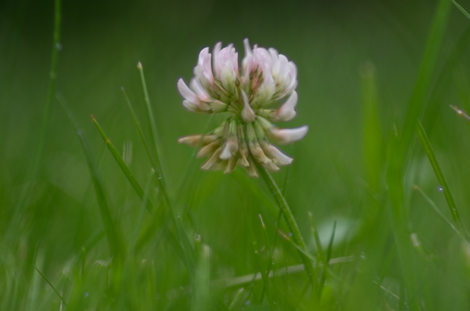 Clover taken with Pentax K-5 Clover taken with Pentax K-5