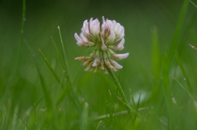 Clover taken with Pentax K-5