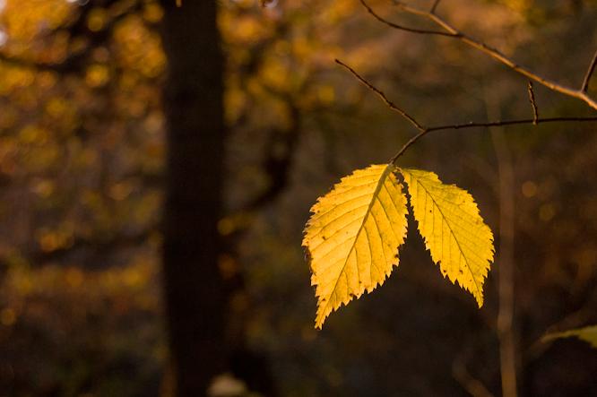 Autumn leaf Autumn leaf