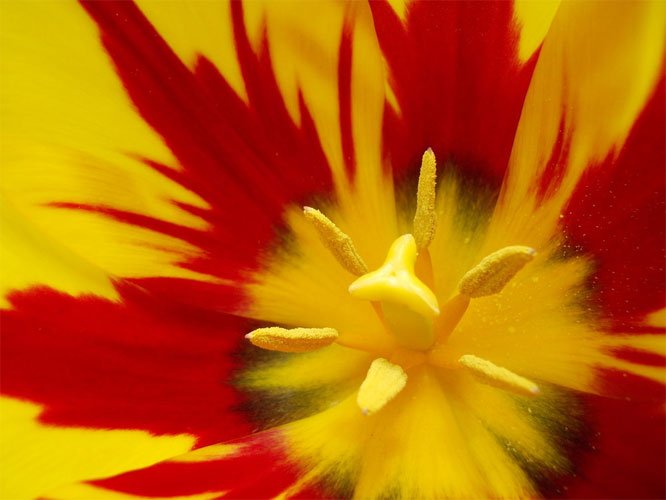 Flower Flower