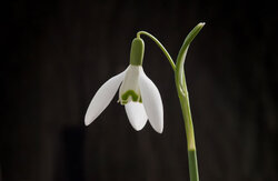 Spring Flower Photography