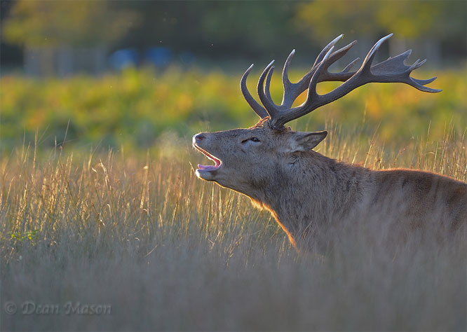 Red Stag at Dawn Red Stag at Dawn