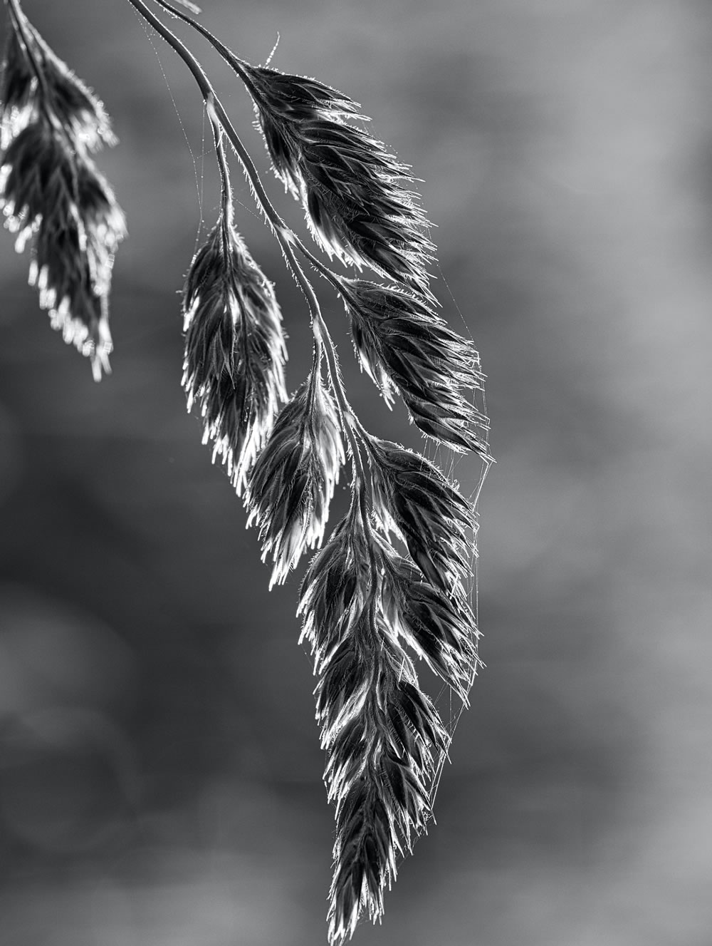 Grass by Flan