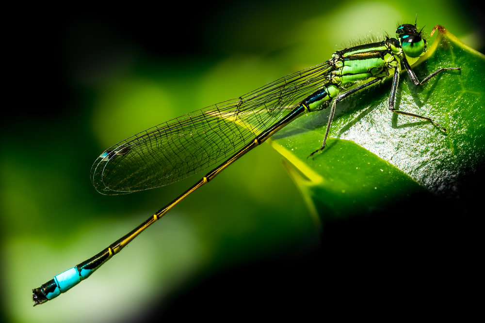 Blue Tailed Damselfly by BrianN