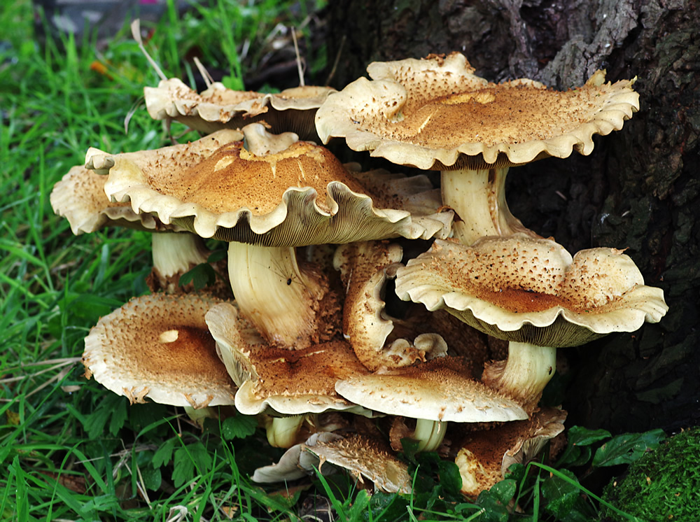 Oyster Fungi by sueriley