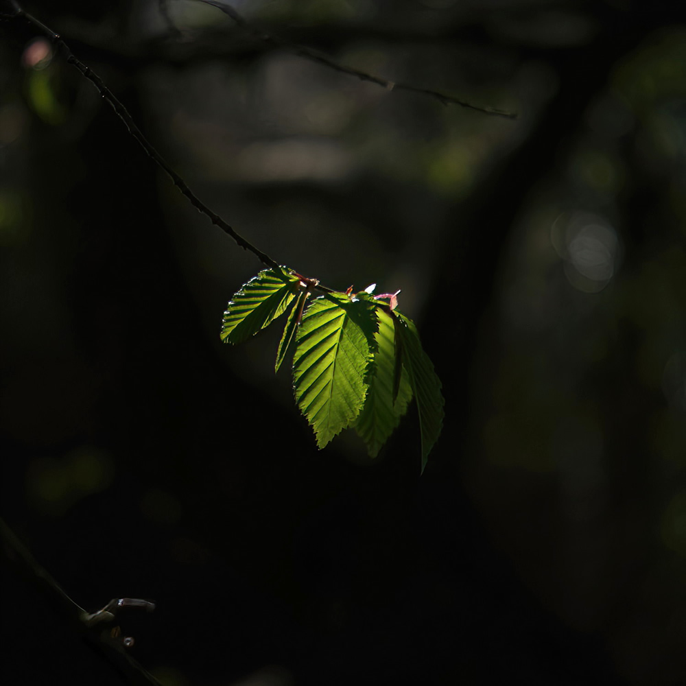Fresh from the bud by davidwozhere