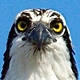 fwcetus