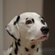 SpottyDog