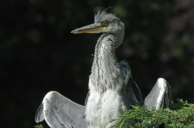 Comment Image