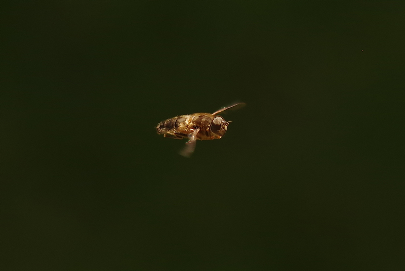 Comment Image