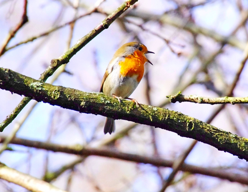 robin-pentax-user