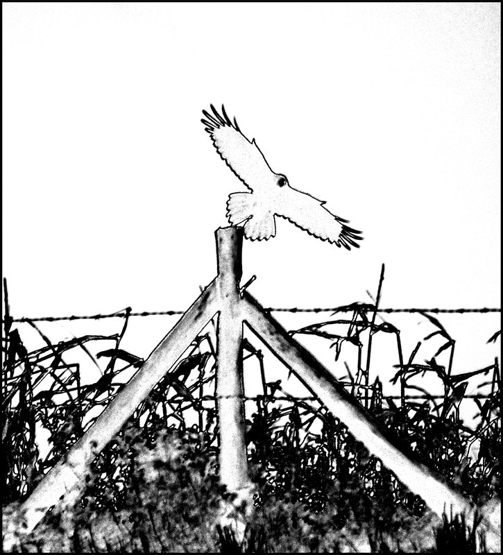 Comment Image