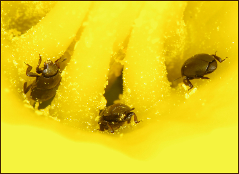Pollen Beetles Pentax User