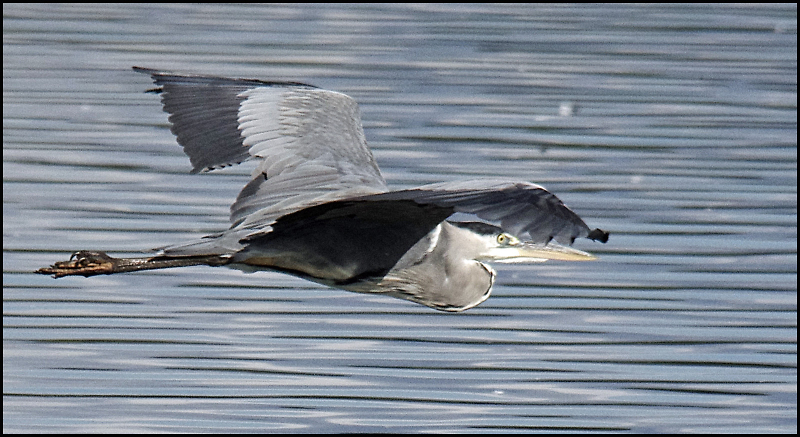 Comment Image