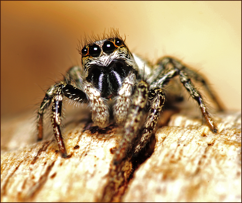 Zebra Jumping Spider
