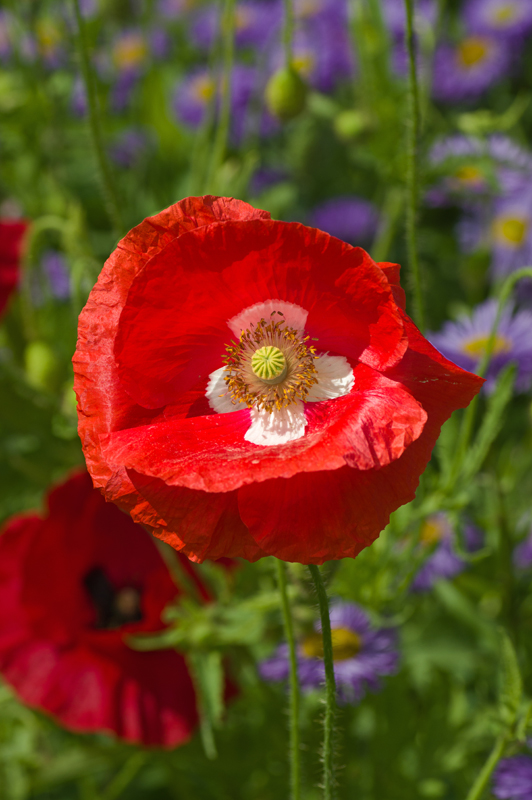Halifax flowers Pentax User