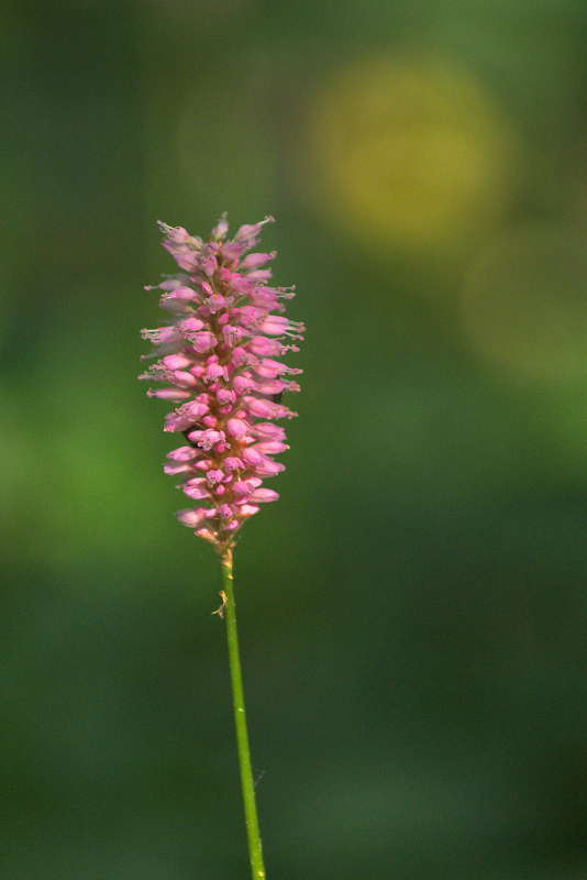 Comment Image