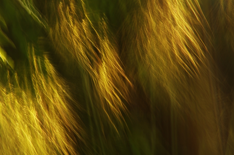 Comment Image