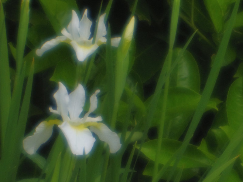 Comment Image