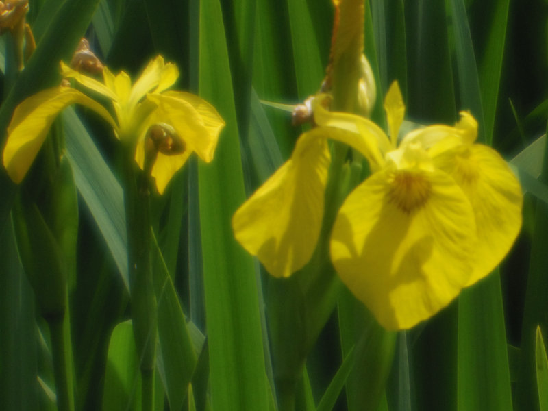 Comment Image