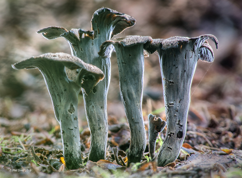 Trumpet of Death Pentax User