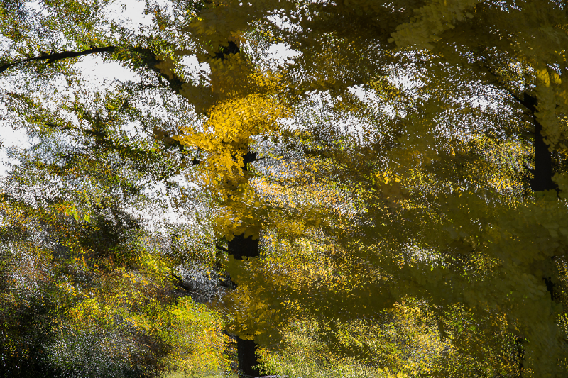 Comment Image