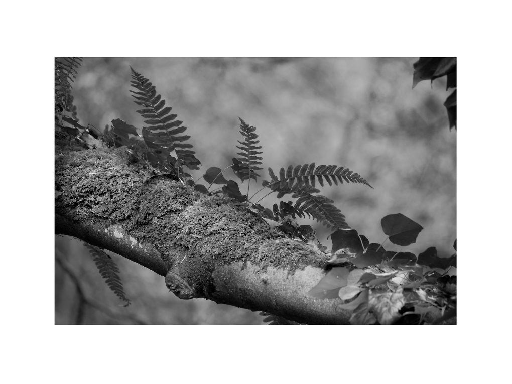 Comment Image