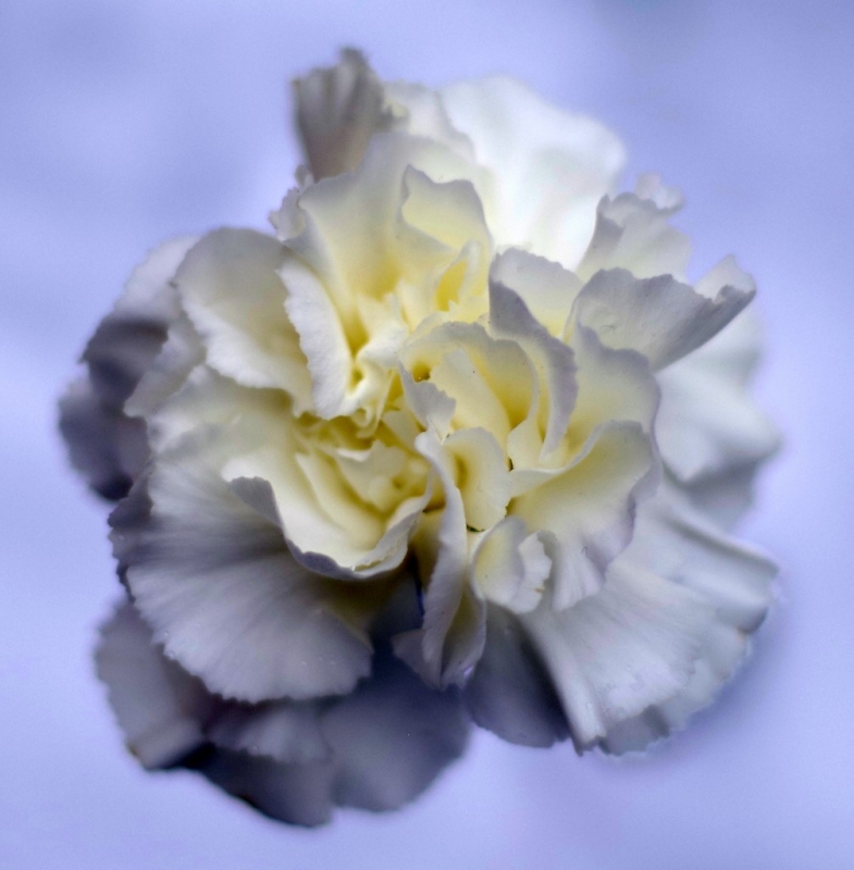 Comment Image