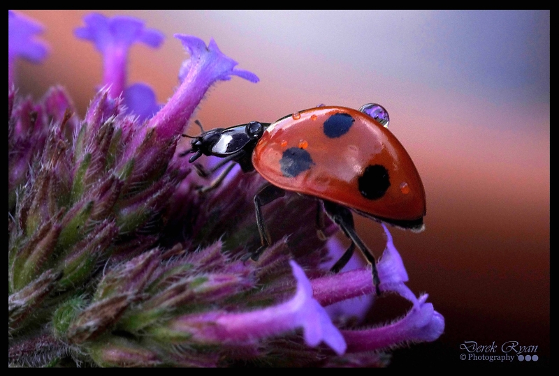 Comment Image