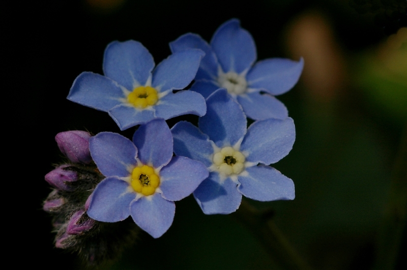 Comment Image