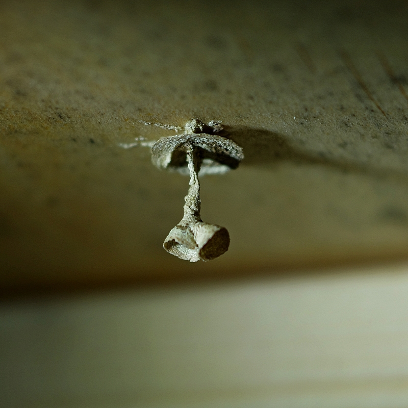 A Wasp Nest Right From The Beginning Image Heavy A Wasp Nest Right From The Beginning Image Heavy