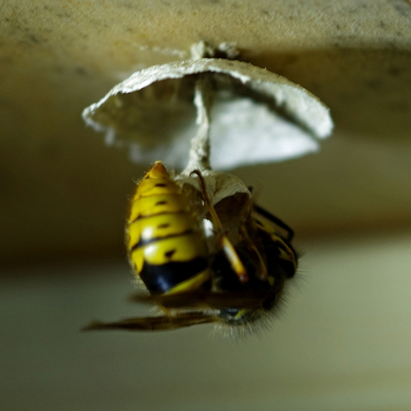 A Wasp Nest Right From The Beginning Image Heavy And Then Three Just Imagine Being Up A Step Ladder Head Sideways Against The Ceiling Over Foot Away From This Lady