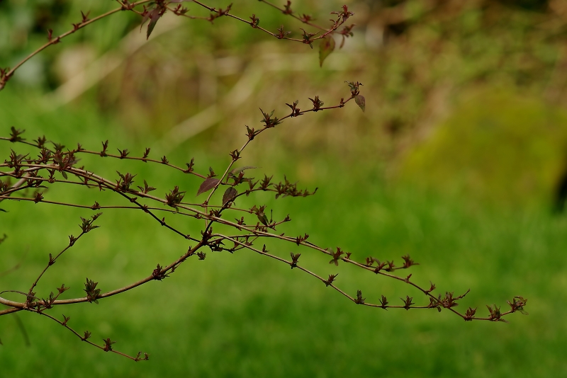 Comment Image