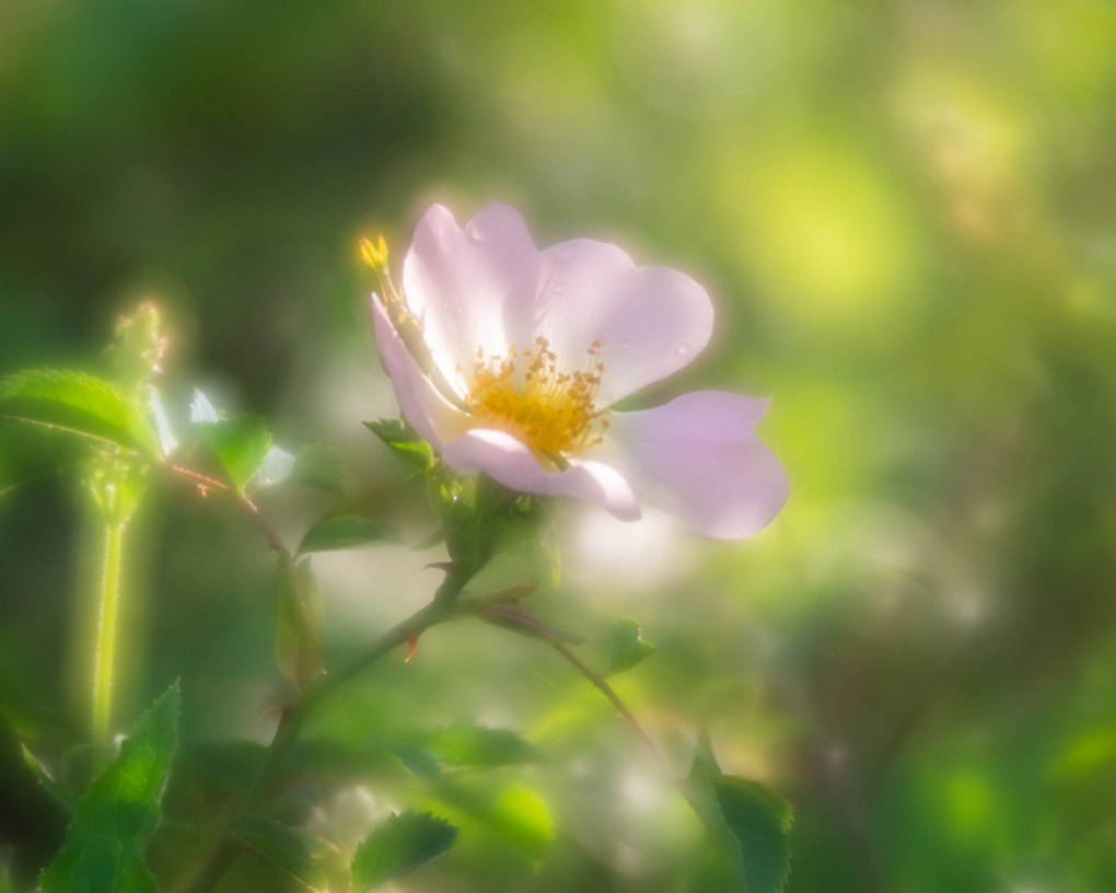Comment Image