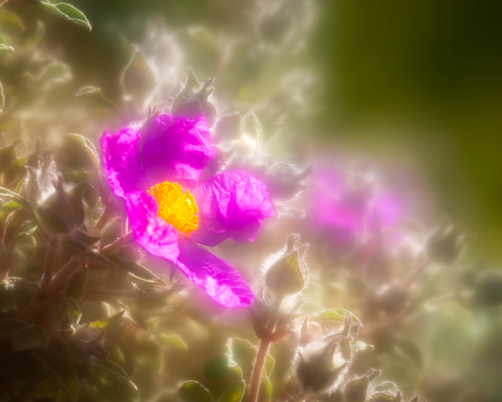 Comment Image
