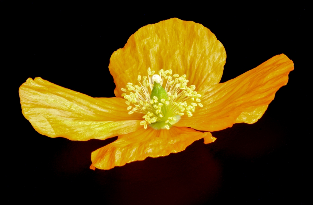 Comment Image