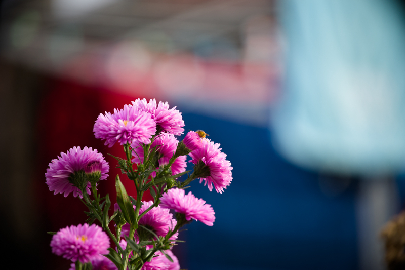 K1 And Hd Pentax Da 55 300mmf4 5 6 3ed Plm Wr Re