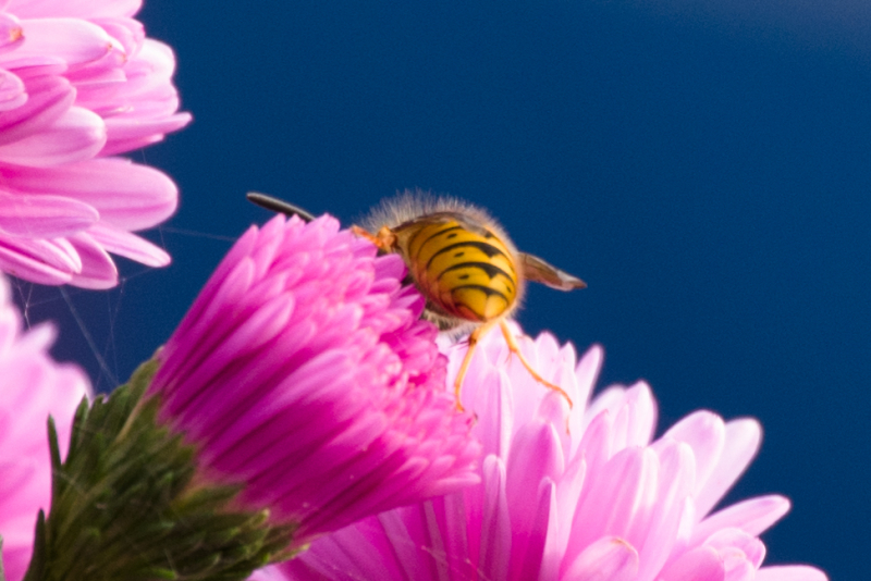 K1 And Hd Pentax Da 55 300mmf4 5 6 3ed Plm Wr Re