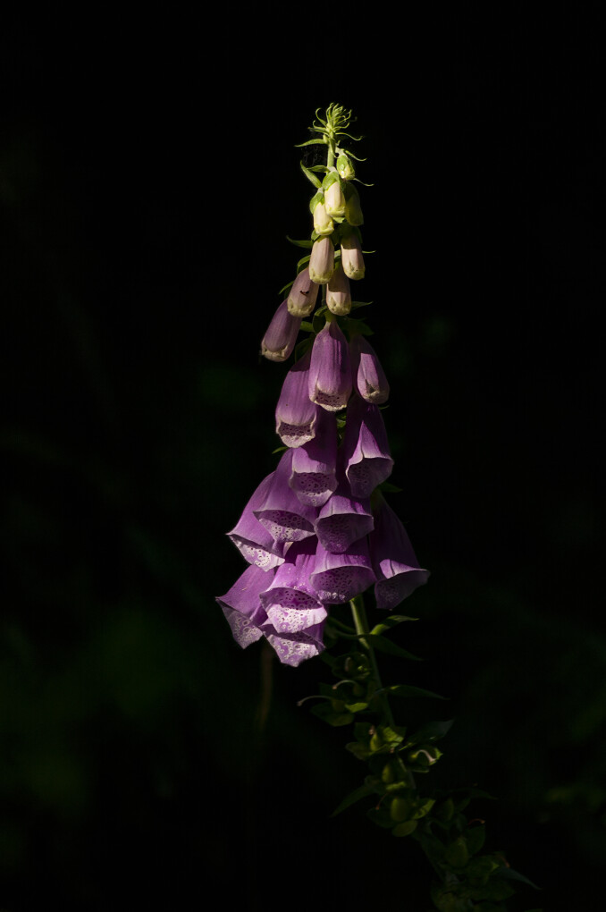 Comment Image