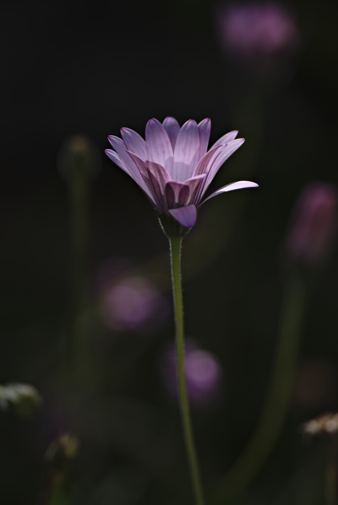 Comment Image