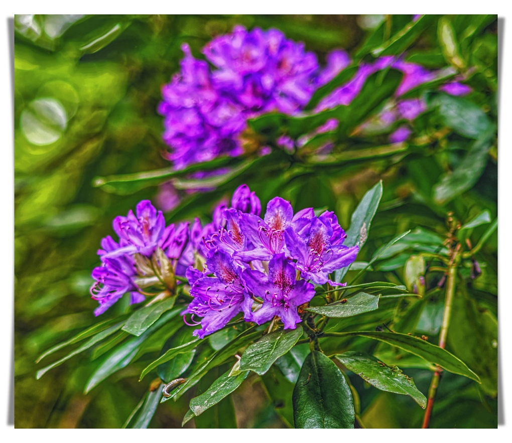 Comment Image