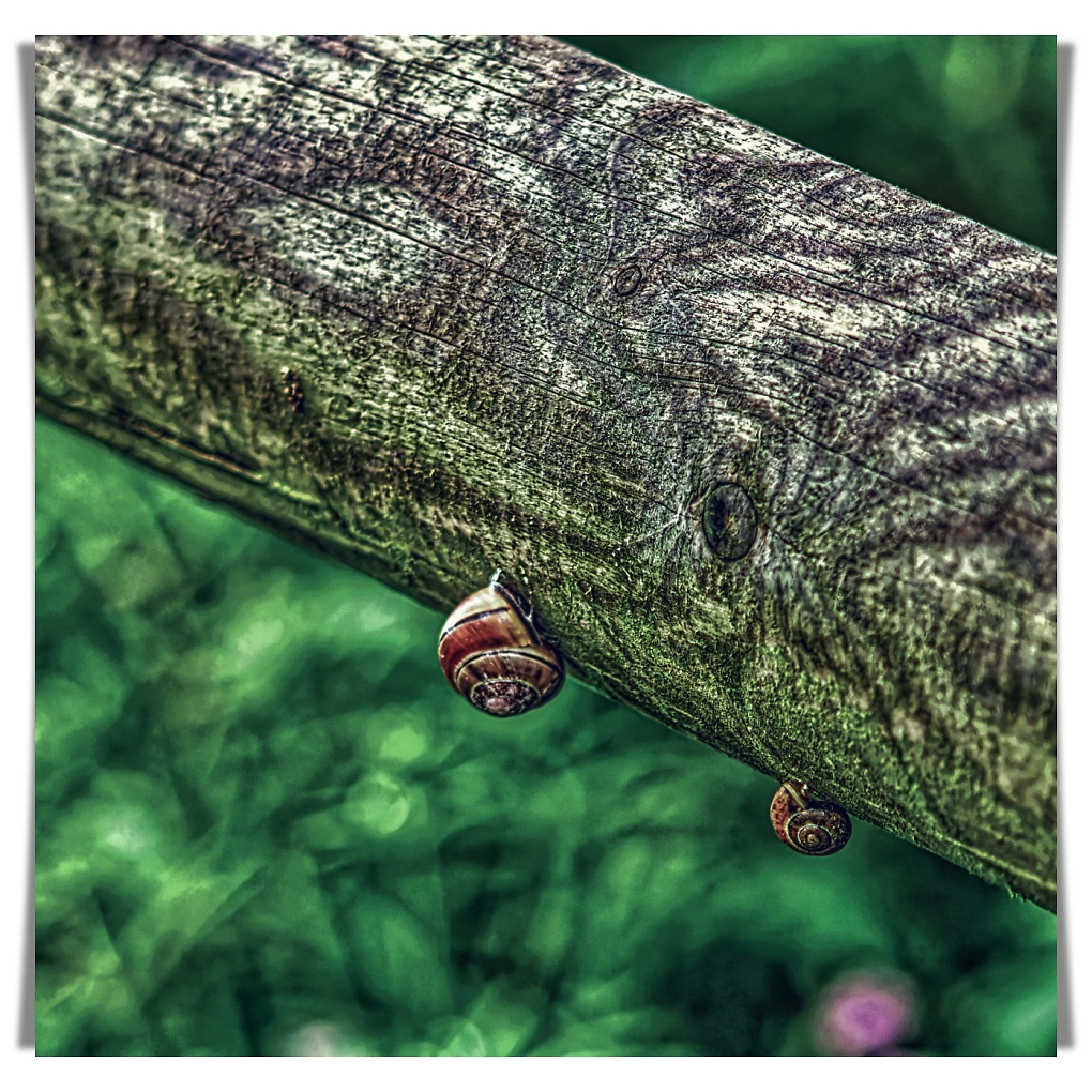 Comment Image