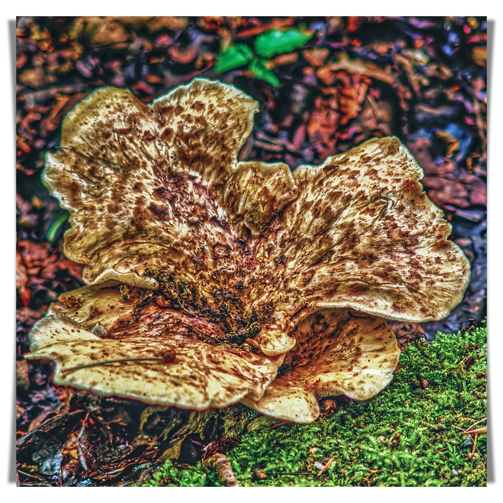 Comment Image