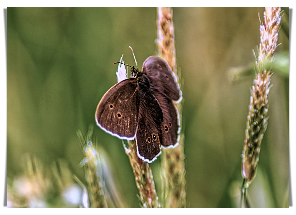 Comment Image