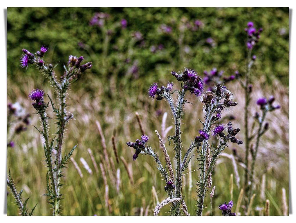 Comment Image